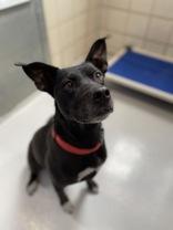 Roxy, a ADOPTABLE mixed breed in Boerne, TX image 2/2