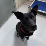 Roxy, ADOPTABLE, Adult Female Terrier.