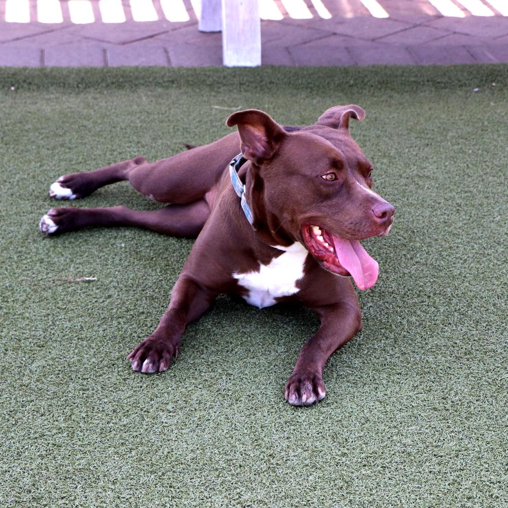 Alice, Adoptable, Adult Female Mixed Breed.