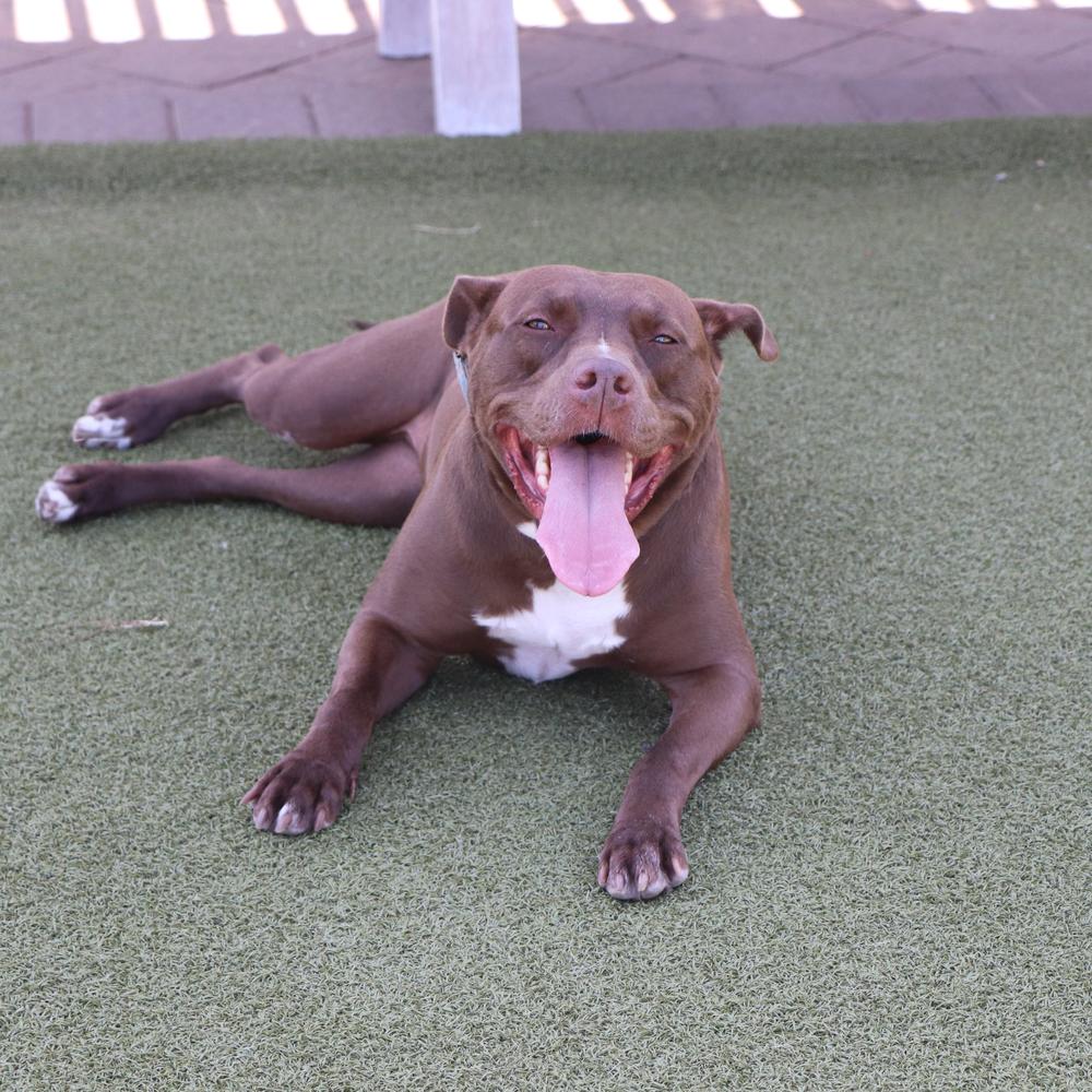 Alice, a Adoptable mixed breed in Port Washington, NY image 3/5