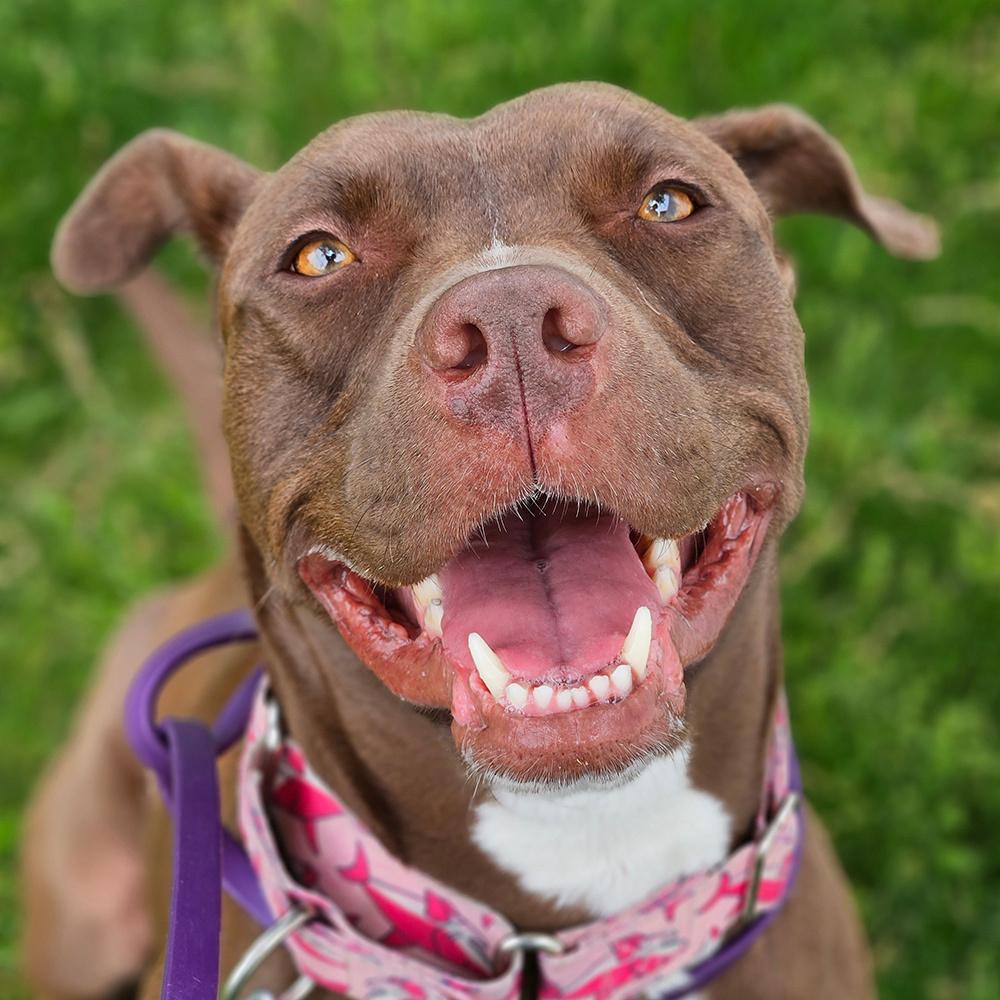 Alice, a Adoptable mixed breed in Port Washington, NY image 4/5