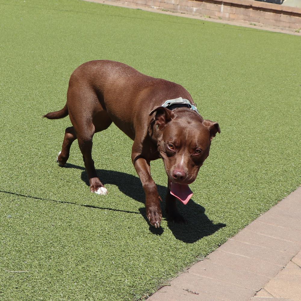 Alice, a Adoptable mixed breed in Port Washington, NY image 5/5