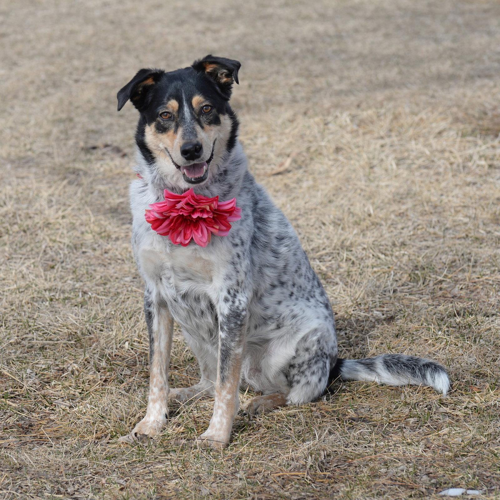 Squirrel, Adoptable, Adult Female Australian Cattle Dog / Blue Heeler.