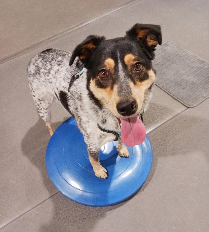 Enlarge Squirrel, a Adoptable Australian Cattle Dog / Blue Heeler in Gretna, NE image 2/3