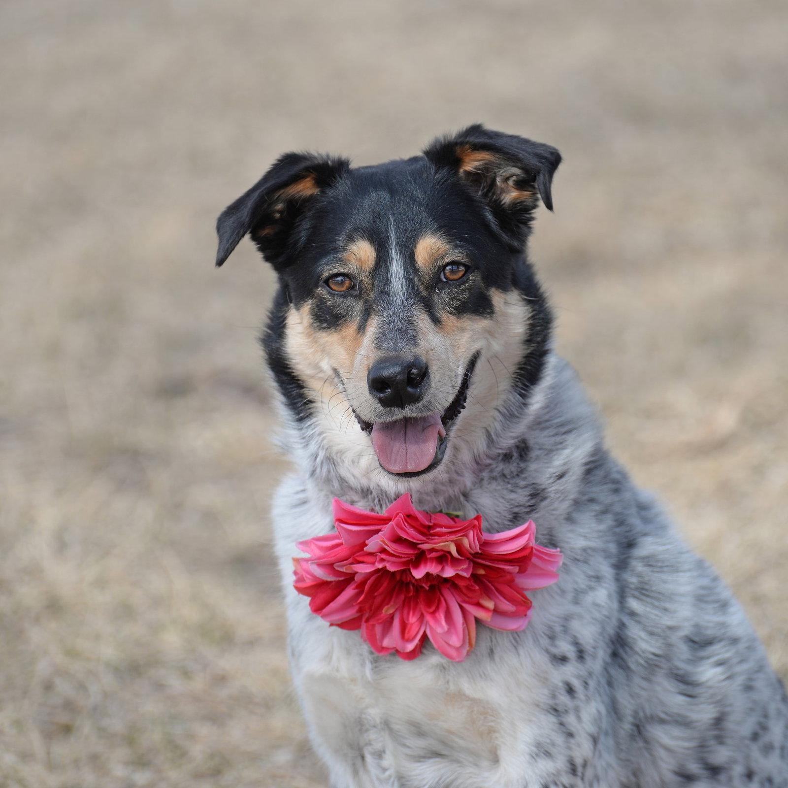 Enlarge Squirrel, a Adoptable Australian Cattle Dog / Blue Heeler in Gretna, NE image 3/3