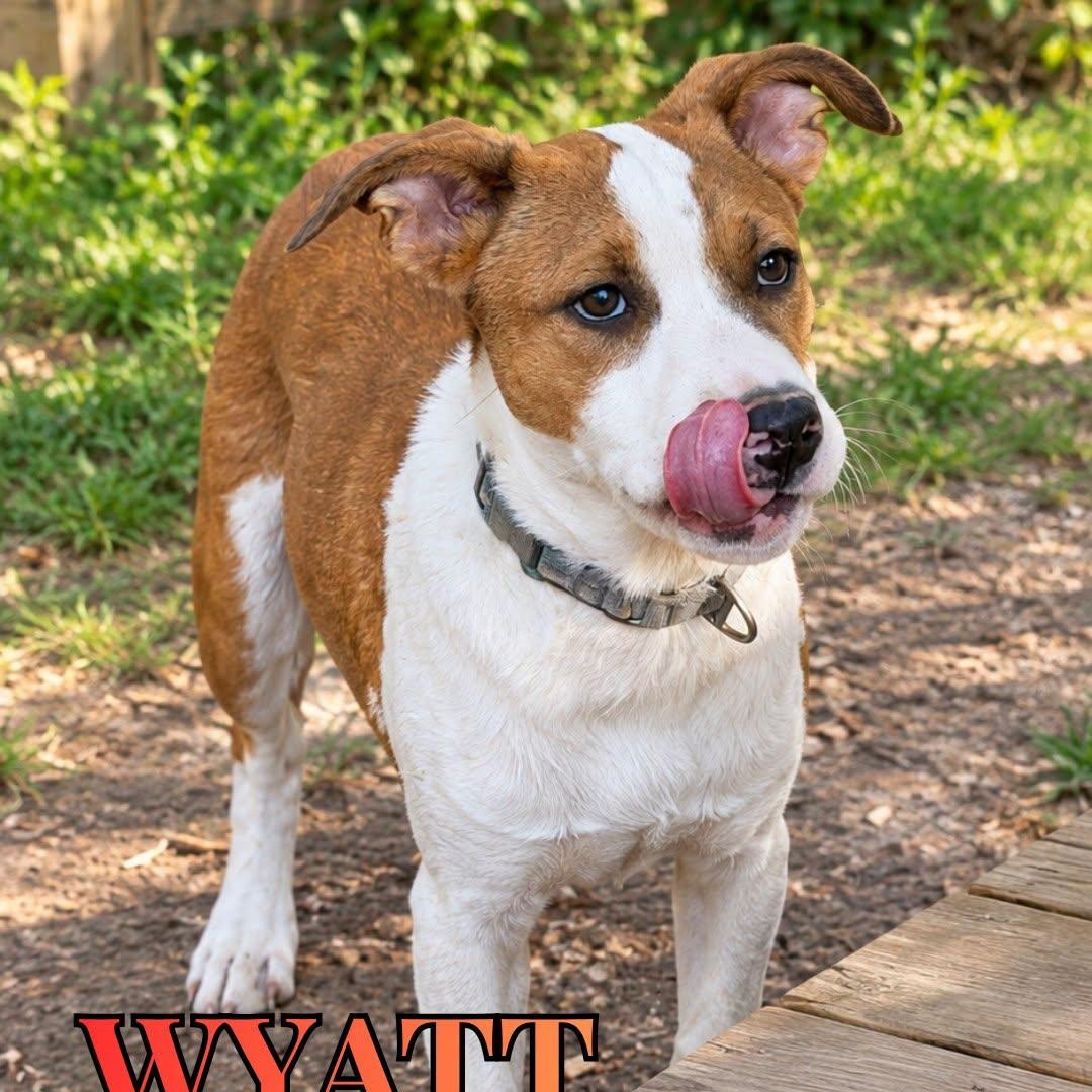 Enlarge Wyatt, a Adoptable Mixed Breed in Nantucket, MA image 1/1
