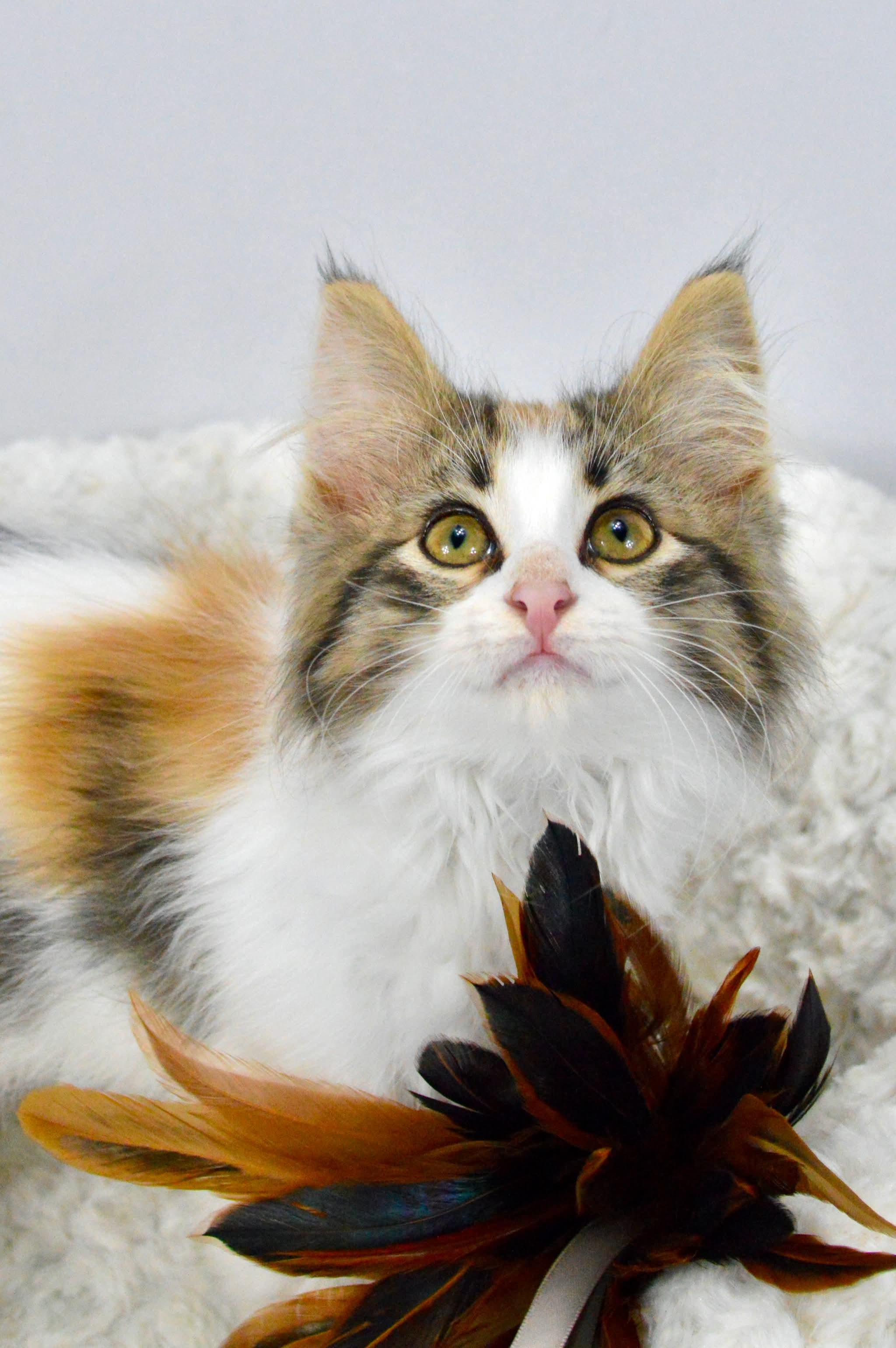 Tiramisu, Adopted, Kitten Female Domestic Medium Hair.