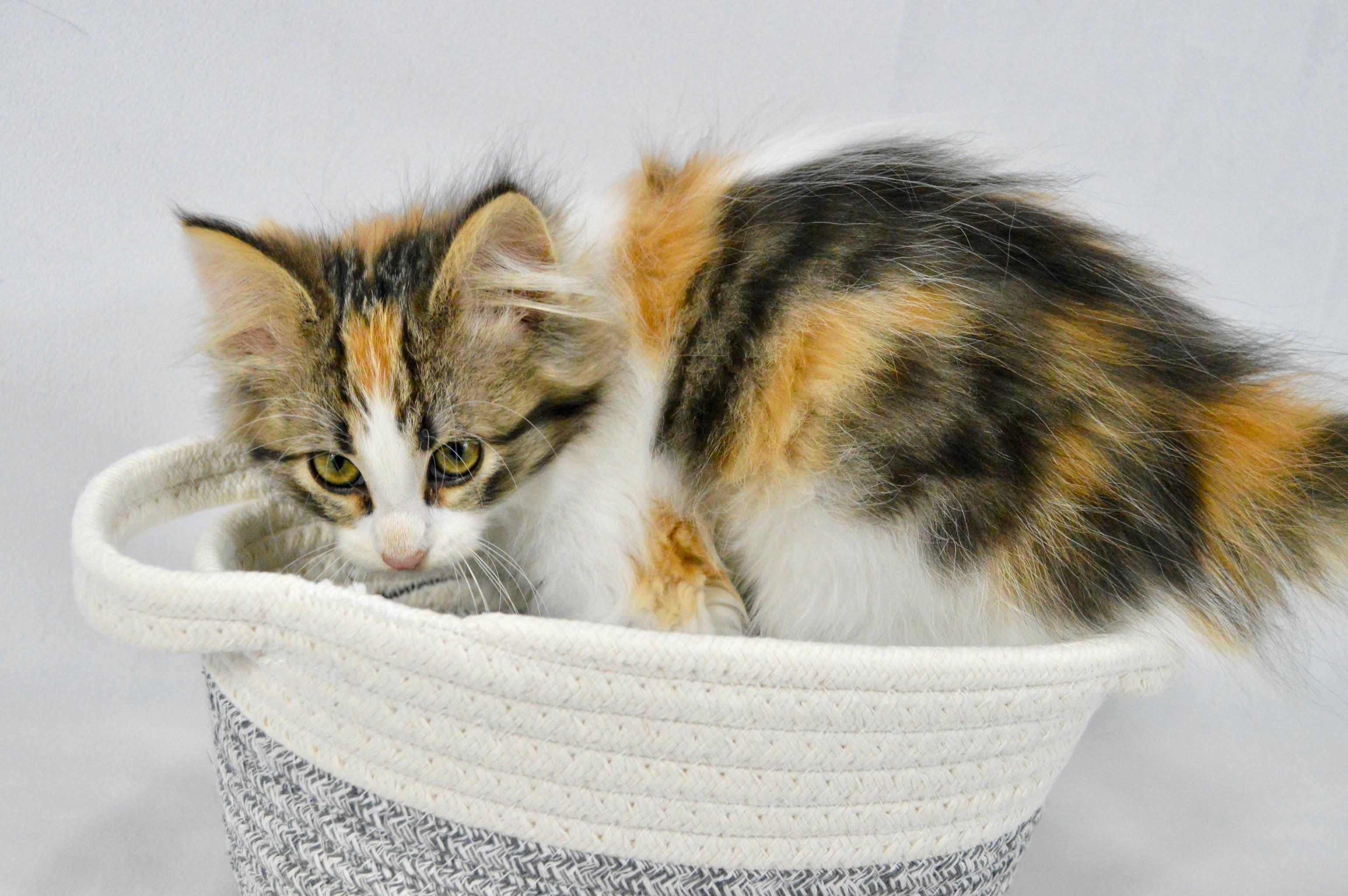Enlarge Tiramisu, a Adopted mixed breed in Steinbach, MB image 2/6