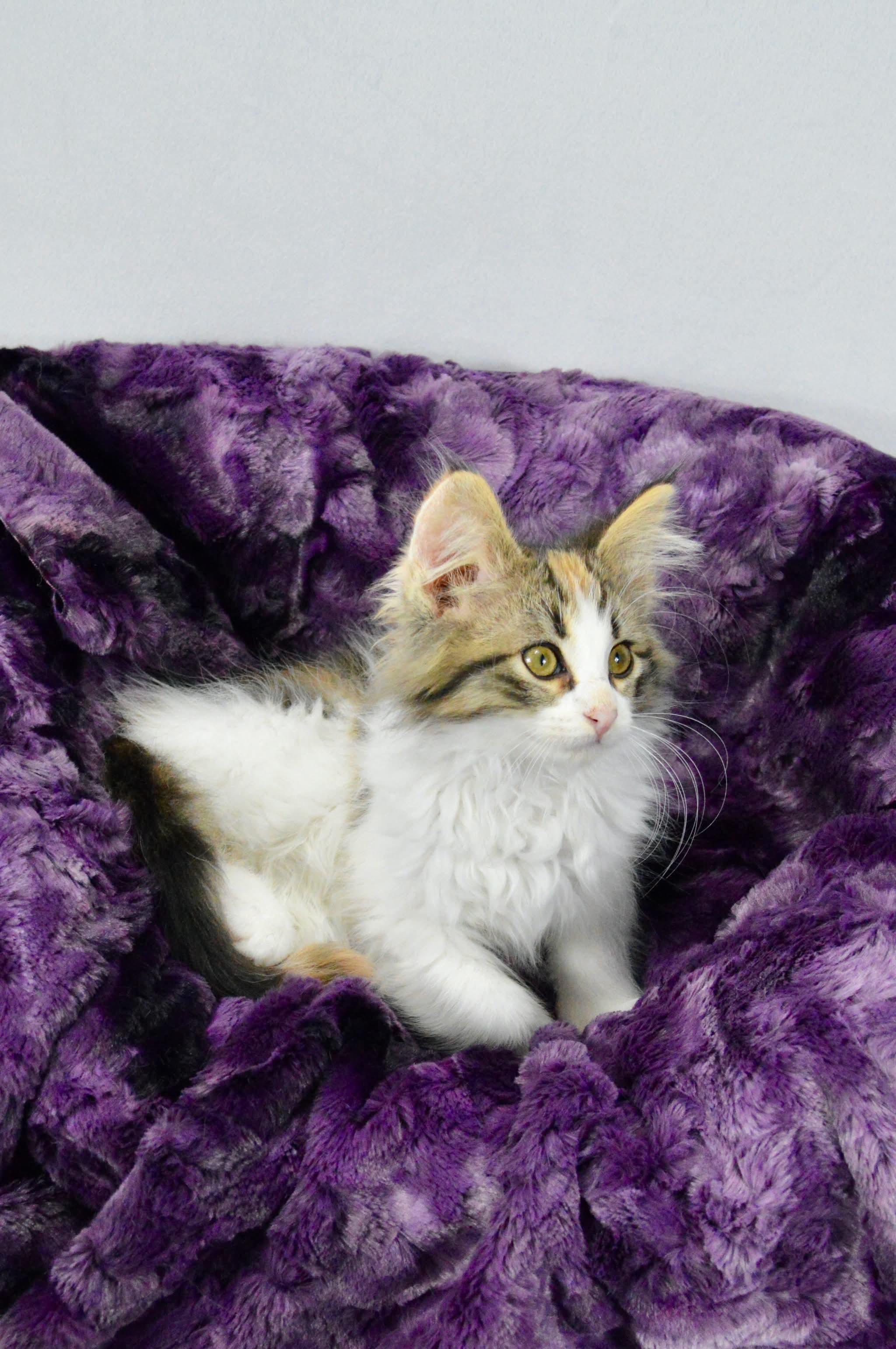 Enlarge Tiramisu, a Adopted mixed breed in Steinbach, MB image 3/6