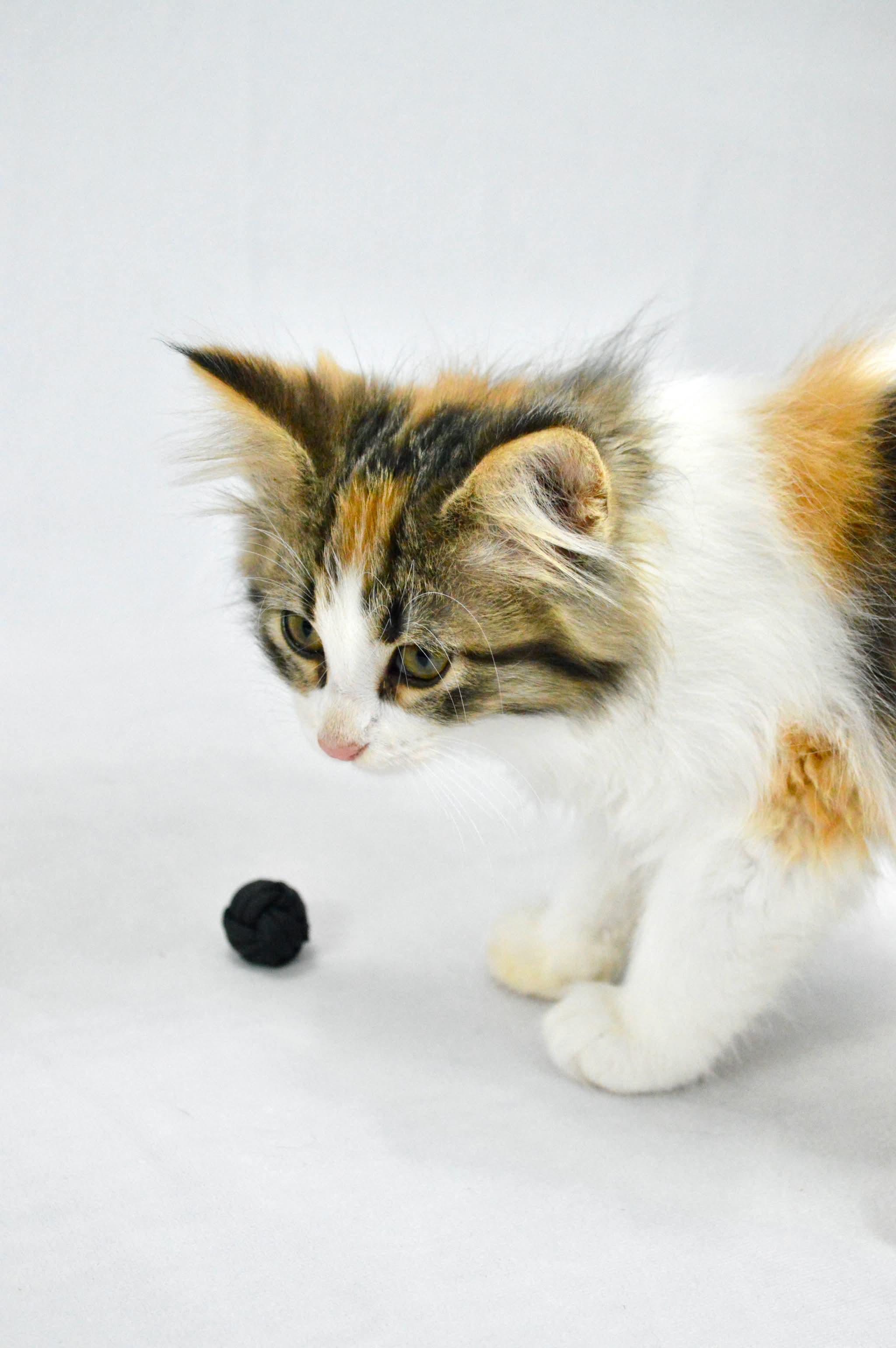 Enlarge Tiramisu, a Adopted mixed breed in Steinbach, MB image 4/6