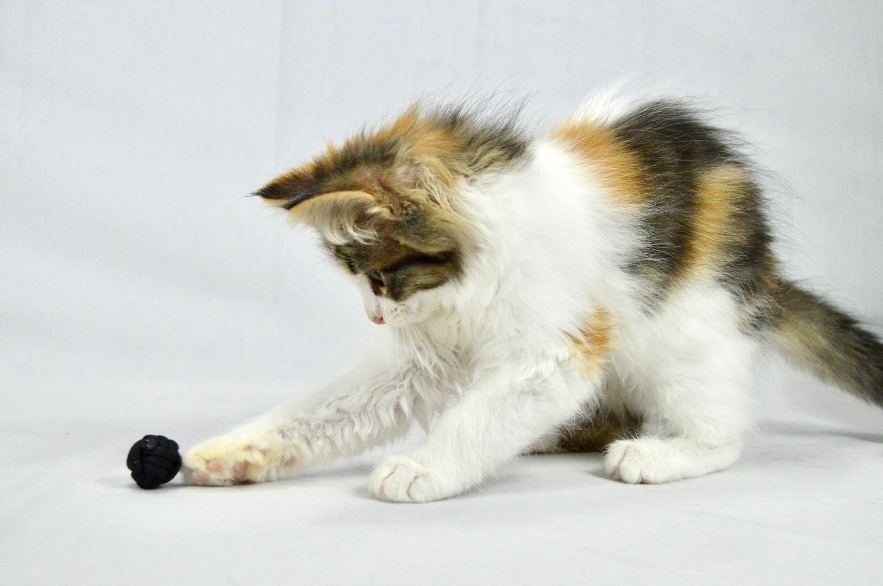 Enlarge Tiramisu, a Adopted mixed breed in Steinbach, MB image 5/6