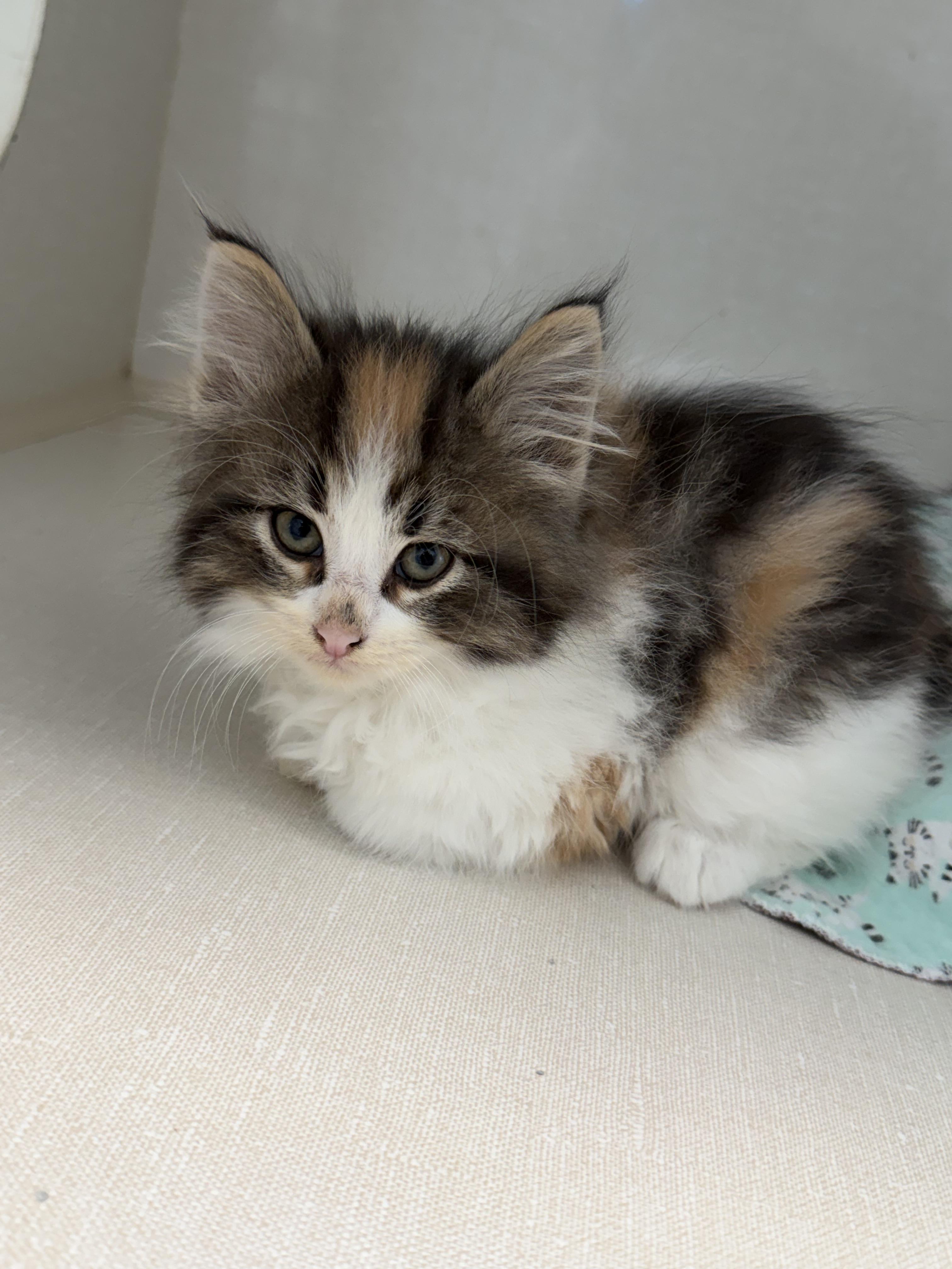 Enlarge Tiramisu, a Adopted mixed breed in Steinbach, MB image 6/6