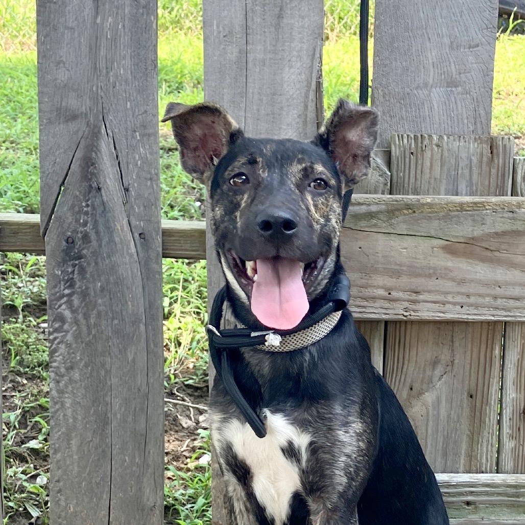 Maverick, a Adoptable Mixed Breed in Pulaski, TN image 1/6