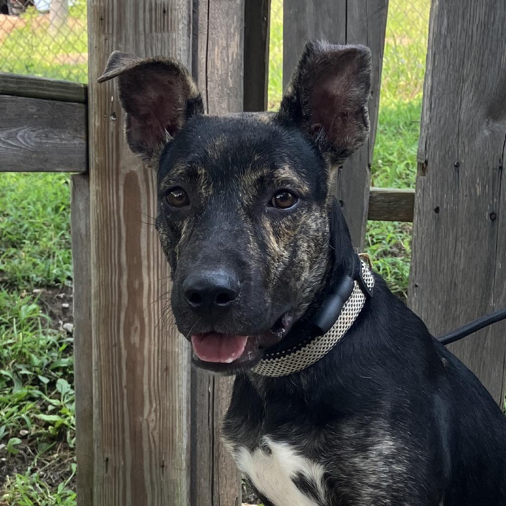 Maverick, Adoptable, Young Male Mixed Breed.