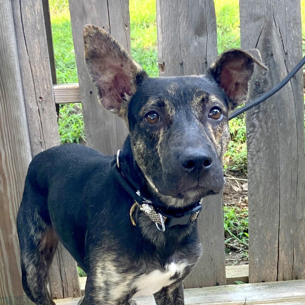 Maverick, a Adoptable Mixed Breed in Pulaski, TN image 3/6