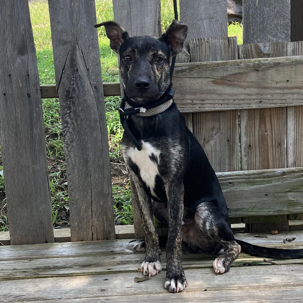 Enlarge Maverick, a Adoptable Mixed Breed in Pulaski, TN image 3/6