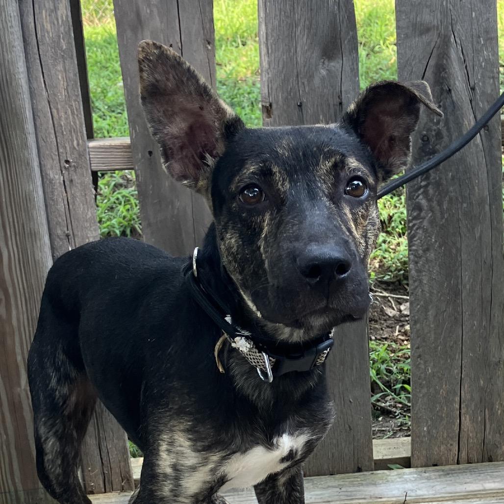Enlarge Maverick, a Adoptable Mixed Breed in Pulaski, TN image 4/6