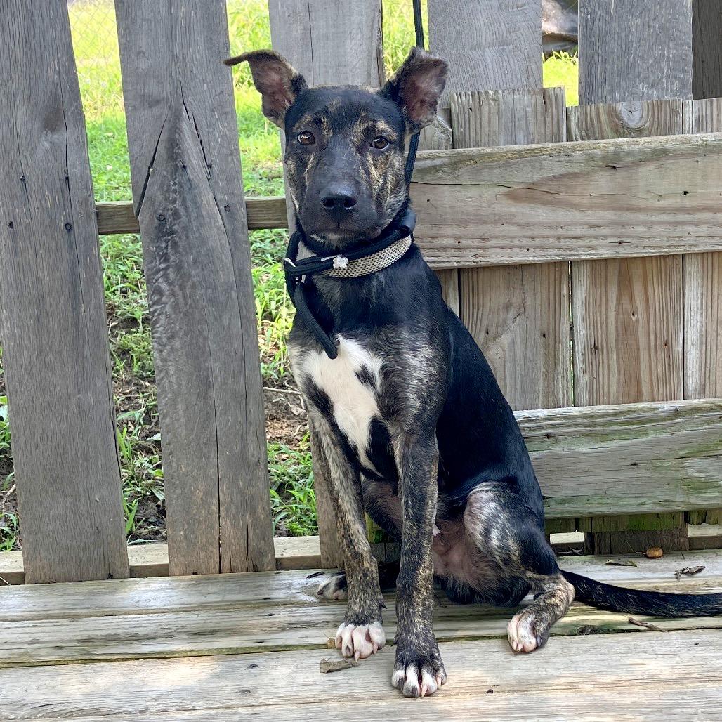 Maverick, a Adoptable Mixed Breed in Pulaski, TN image 4/6