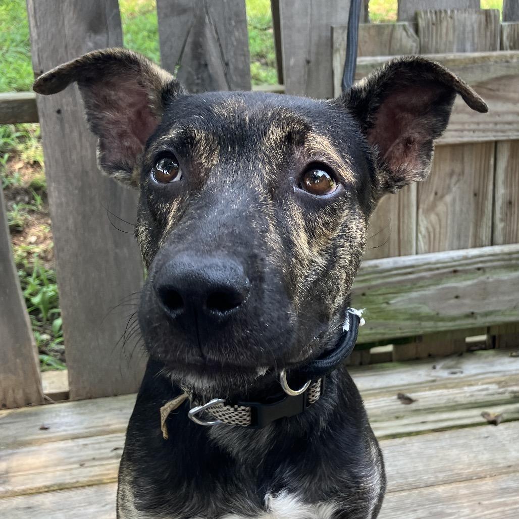 Enlarge Maverick, a Adoptable Mixed Breed in Pulaski, TN image 5/6