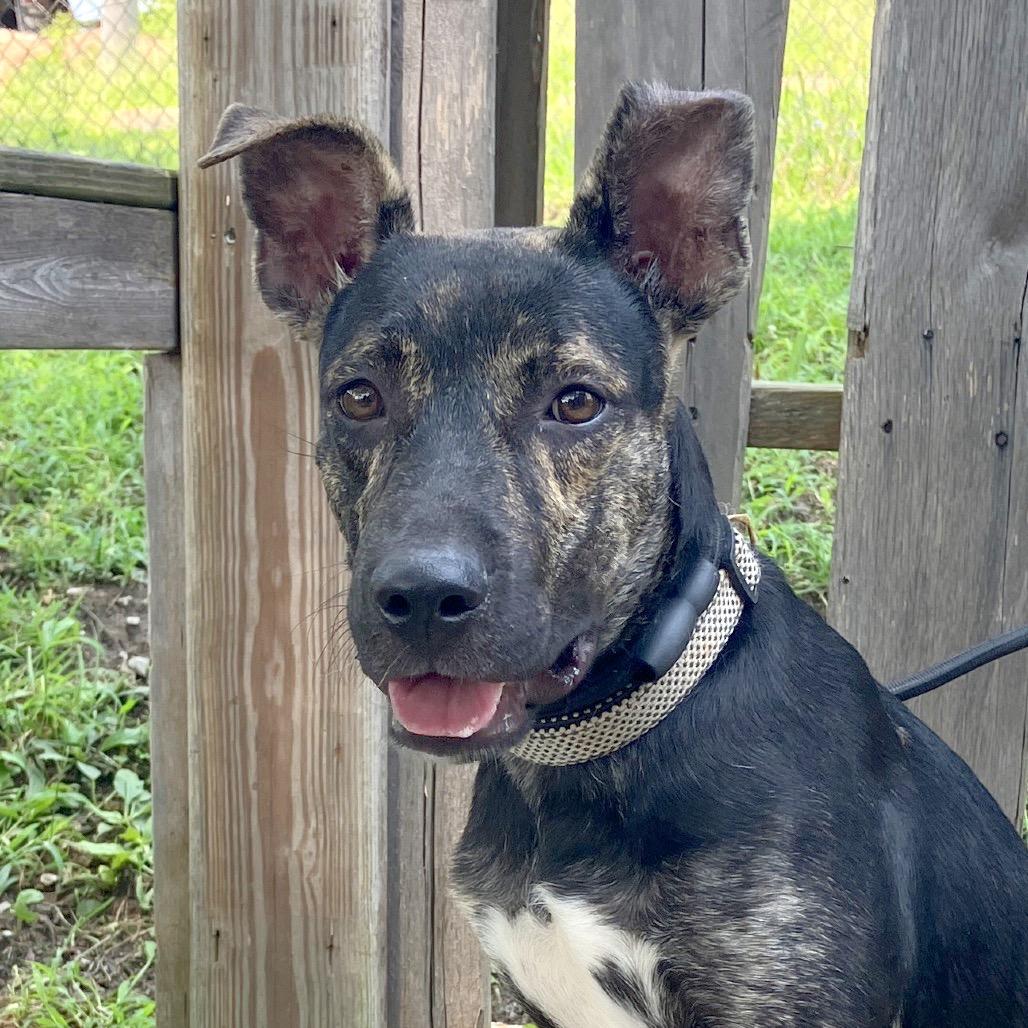 Maverick, a Adoptable Mixed Breed in Pulaski, TN image 6/6