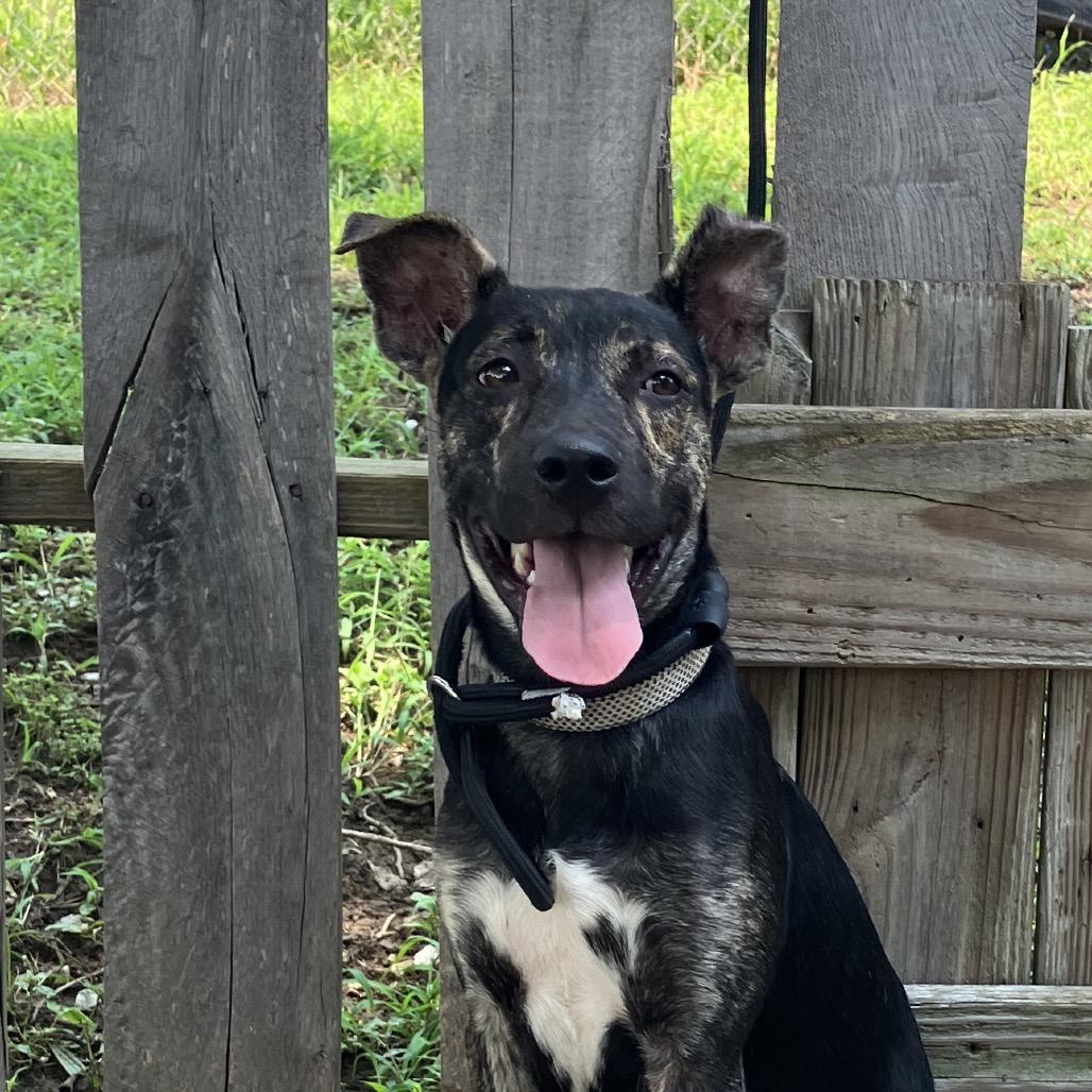 Enlarge Maverick, a Adoptable Mixed Breed in Pulaski, TN image 6/6