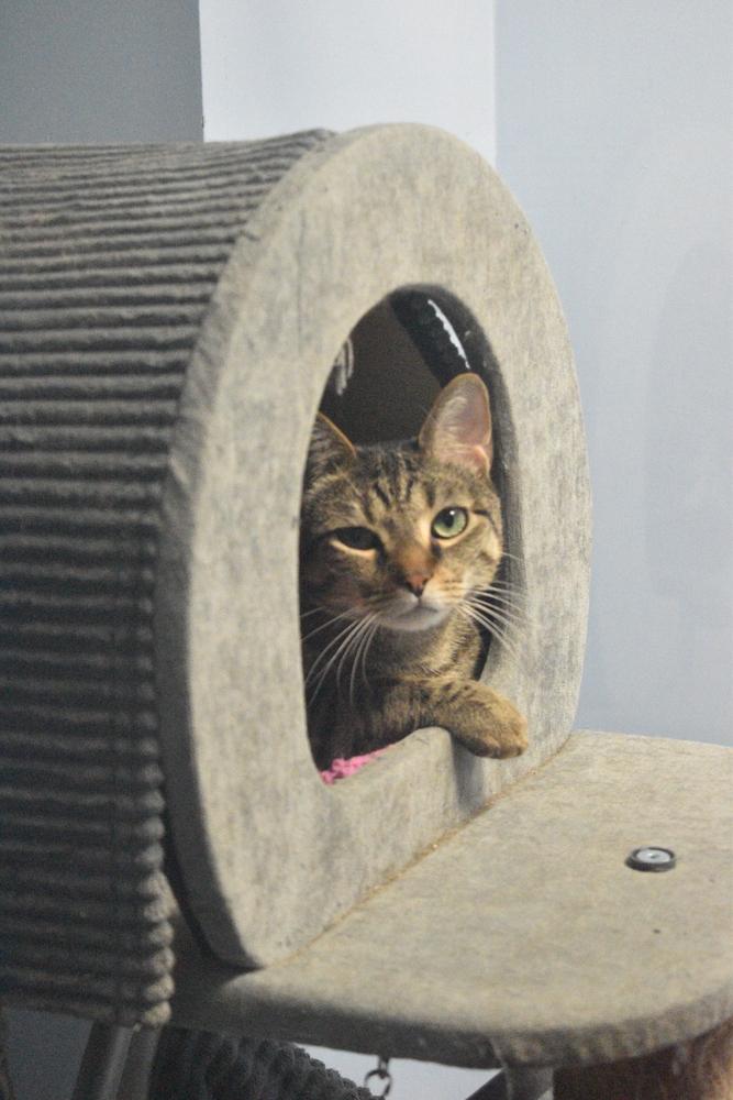 Gnocchi, Adoptable, Adult Male Domestic Short Hair.