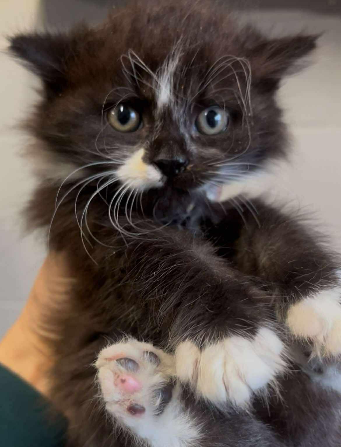 Enlarge F167, a Adopted Domestic Long Hair in Cleveland, AL image 1/1