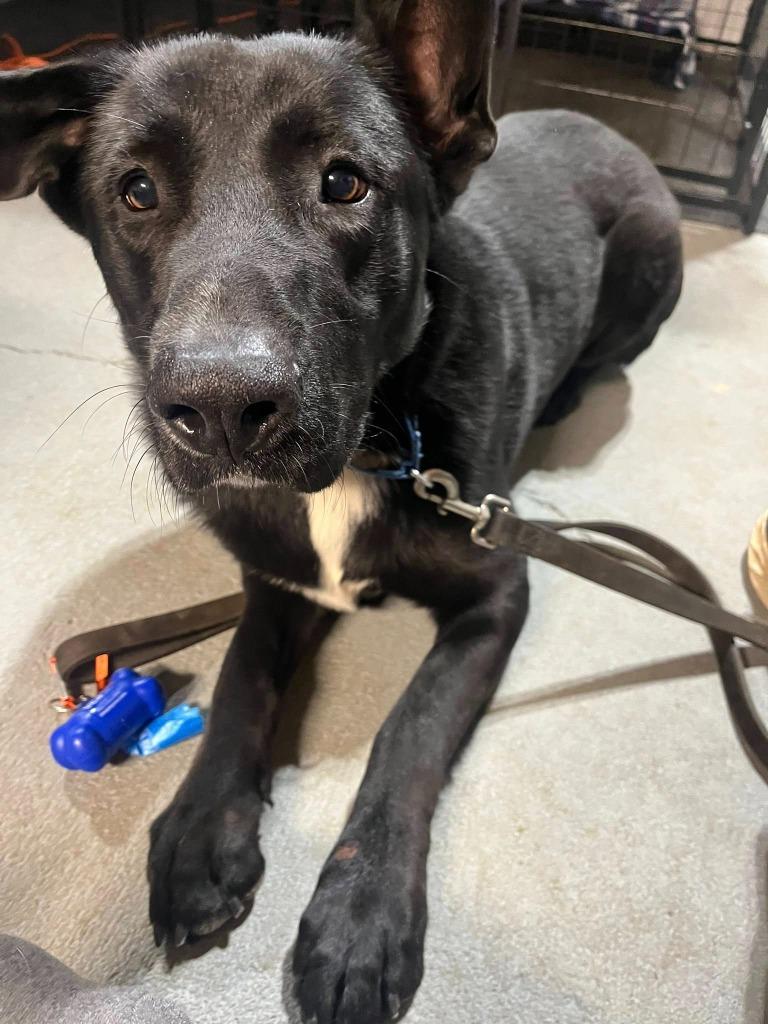 Phalcon, Adoptable, Young Male Mixed Breed.