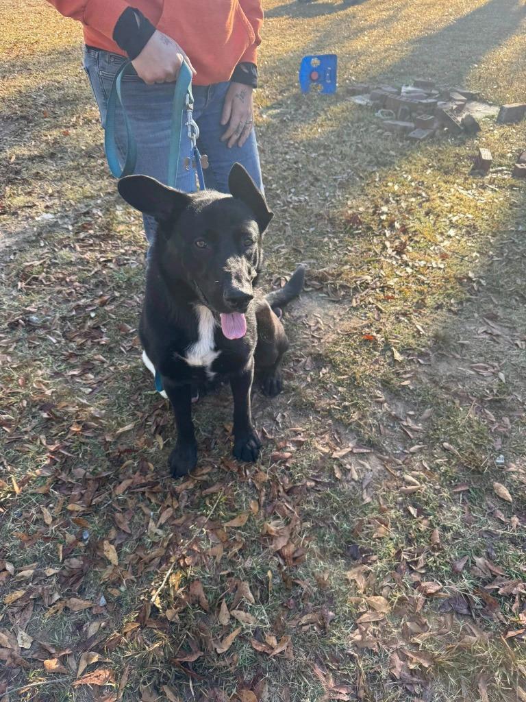 Enlarge Phalcon, a Adoptable mixed breed in Fond Du Lac, WI image 2/6