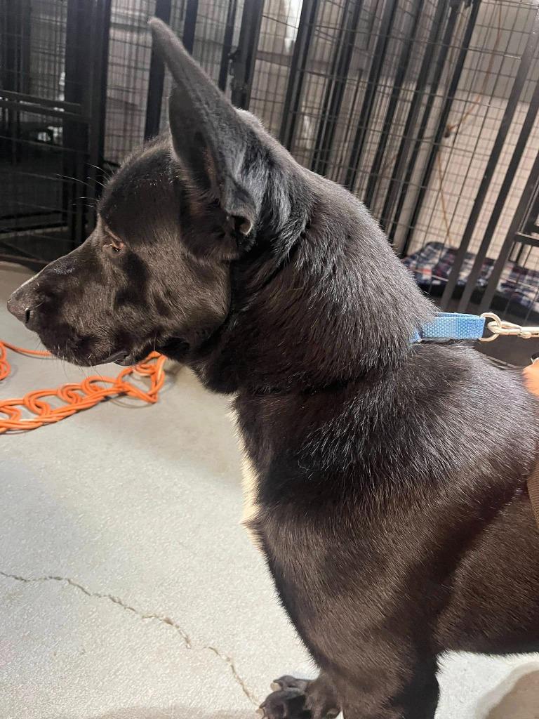 Enlarge Phalcon, a Adoptable mixed breed in Fond Du Lac, WI image 3/6