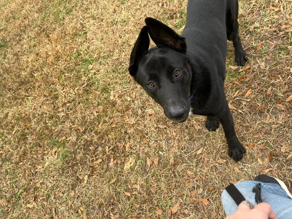 Enlarge Phalcon, a Adoptable mixed breed in Fond Du Lac, WI image 4/6