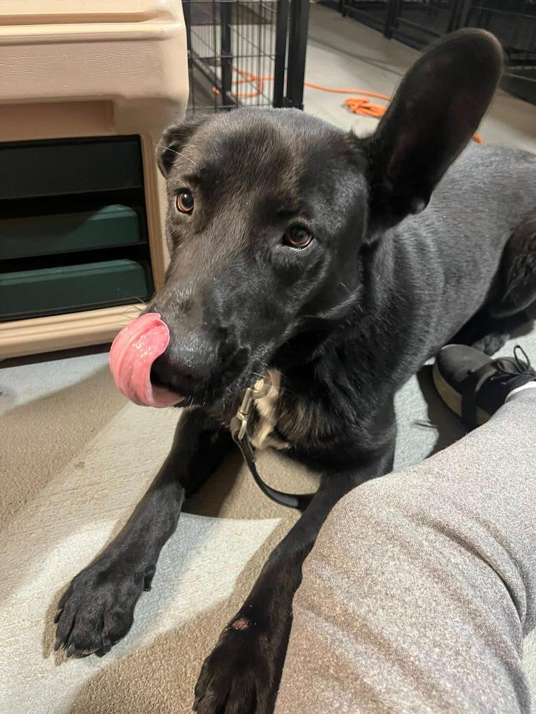 Enlarge Phalcon, a Adoptable mixed breed in Fond Du Lac, WI image 6/6