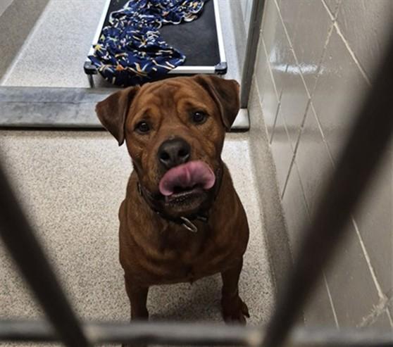 POKEMON, Adoptable, Adult Male Rottweiler & Mixed Breed.