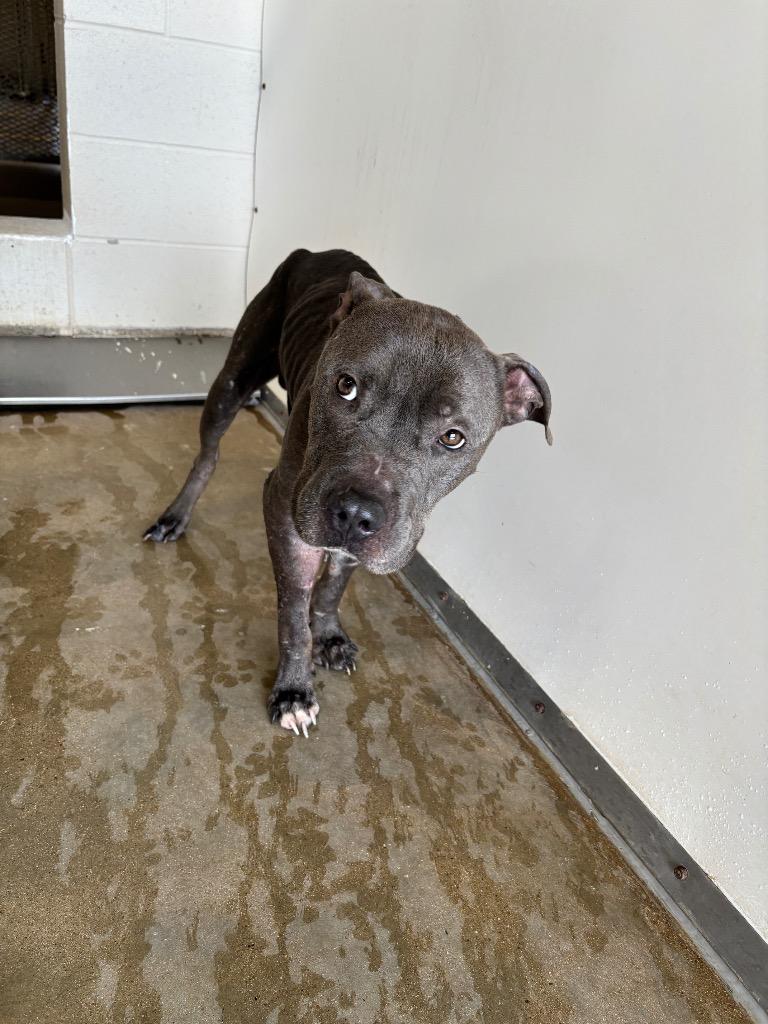 Gordo, Adoptable, Adult Male Pit Bull Terrier.
