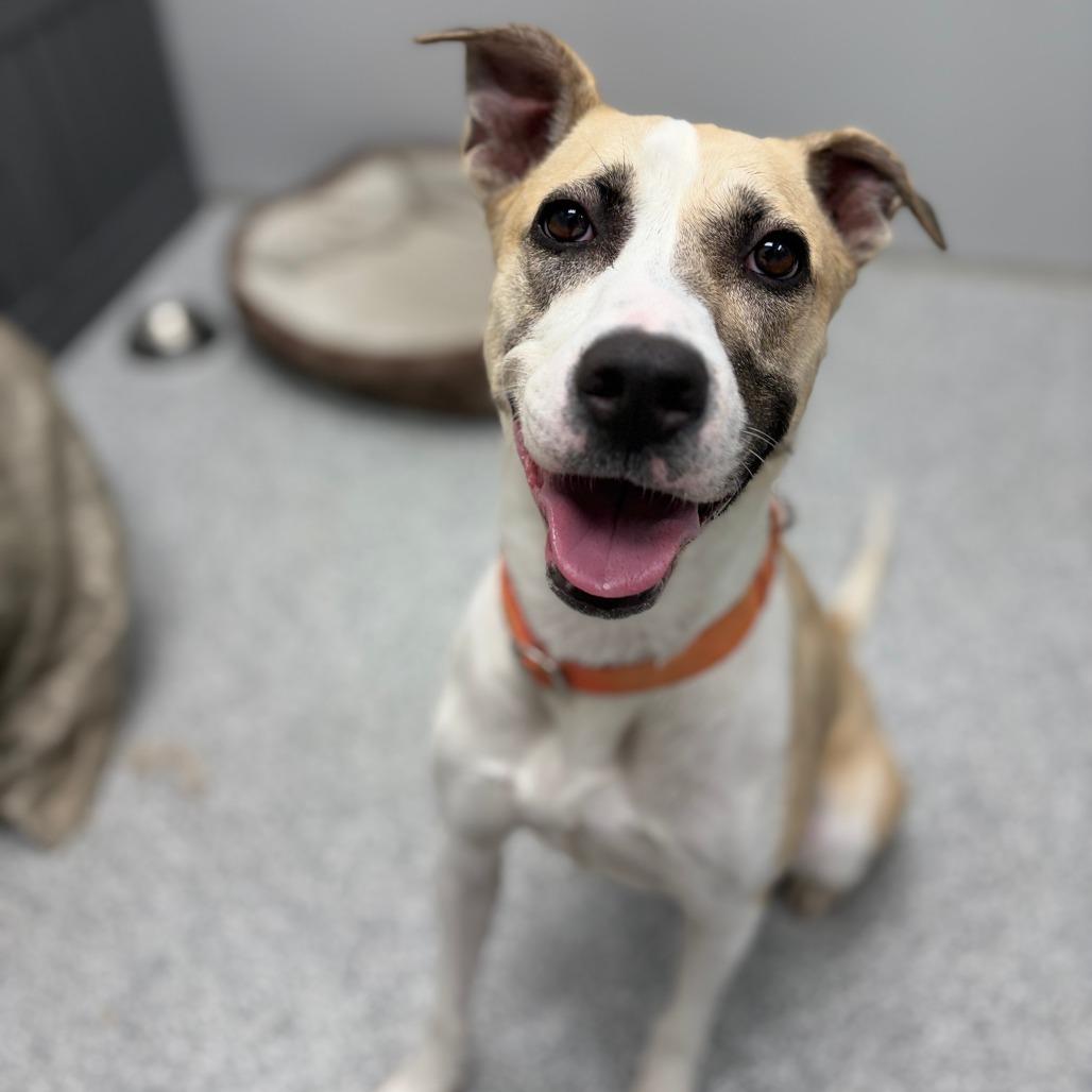 Enlarge Frieda, a Adoptable mixed breed in Monticello, IA image 5/6