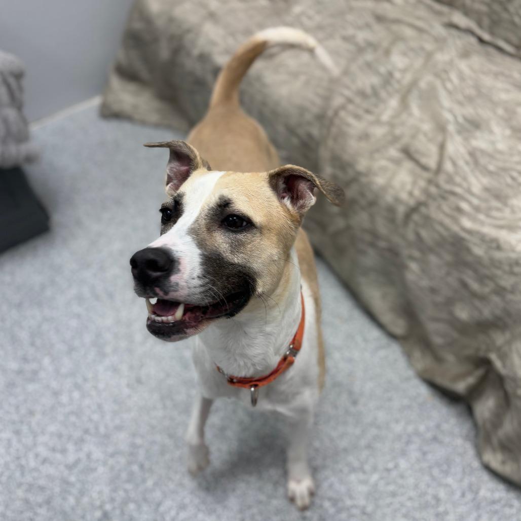 Enlarge Frieda, a Adoptable mixed breed in Monticello, IA image 3/6