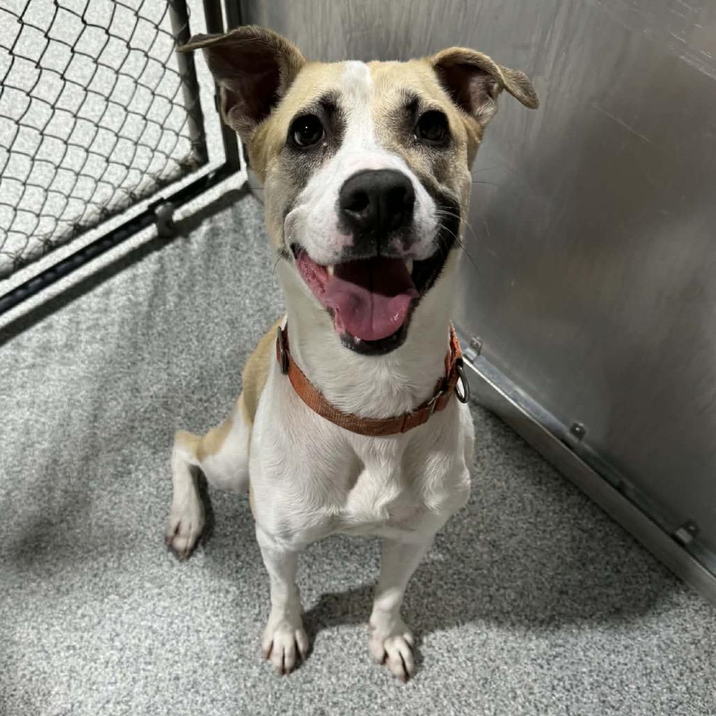 Enlarge Frieda, a Adoptable mixed breed in Monticello, IA image 2/6