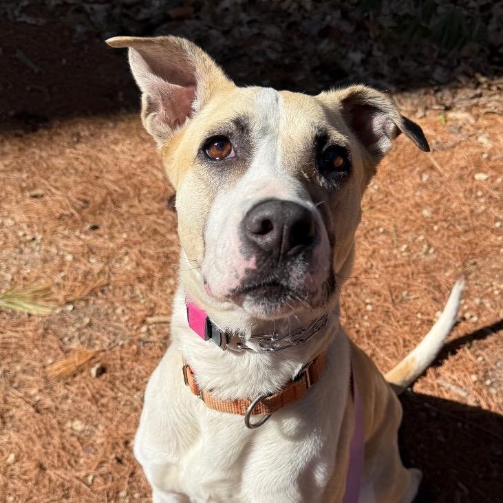 Frieda, Adoptable, Adult Female Whippet & Mixed Breed.