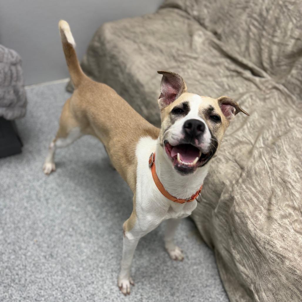 Enlarge Frieda, a Adoptable mixed breed in Monticello, IA image 4/6