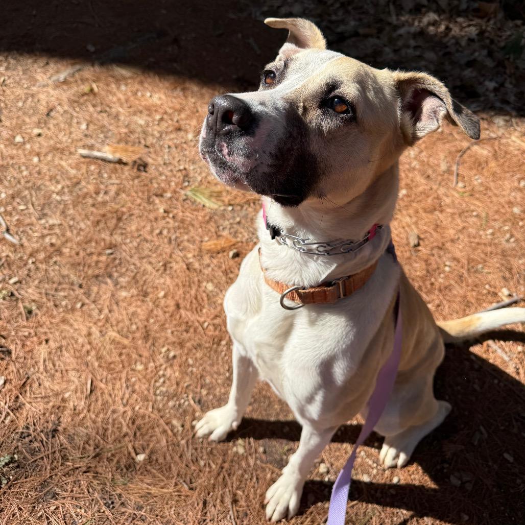 Enlarge Frieda, a Adoptable mixed breed in Monticello, IA image 6/6