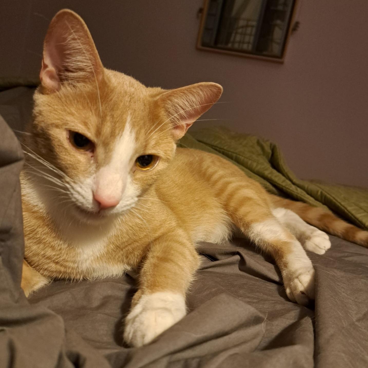 Chase, a Adoptable Domestic Short Hair in New York, NY image 3/6