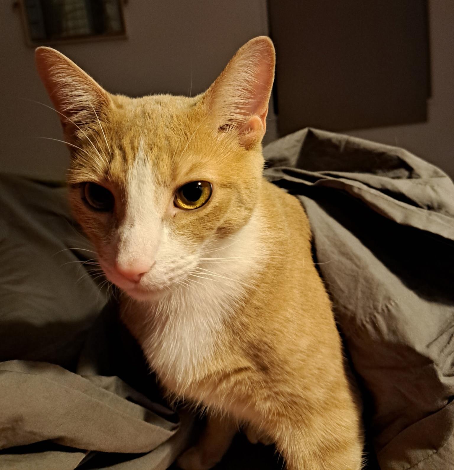 Chase, a Adoptable Domestic Short Hair in New York, NY image 4/6