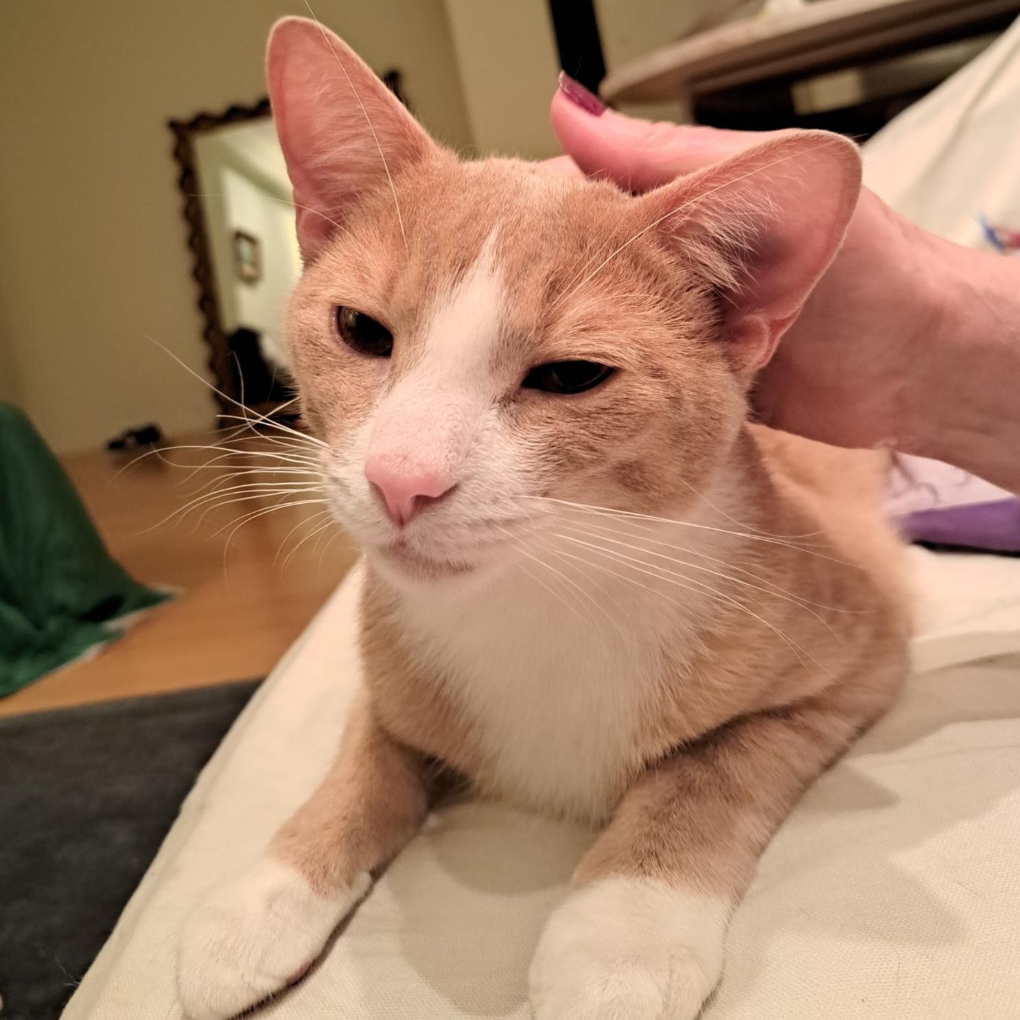 Chase, a Adoptable Domestic Short Hair in New York, NY image 5/6