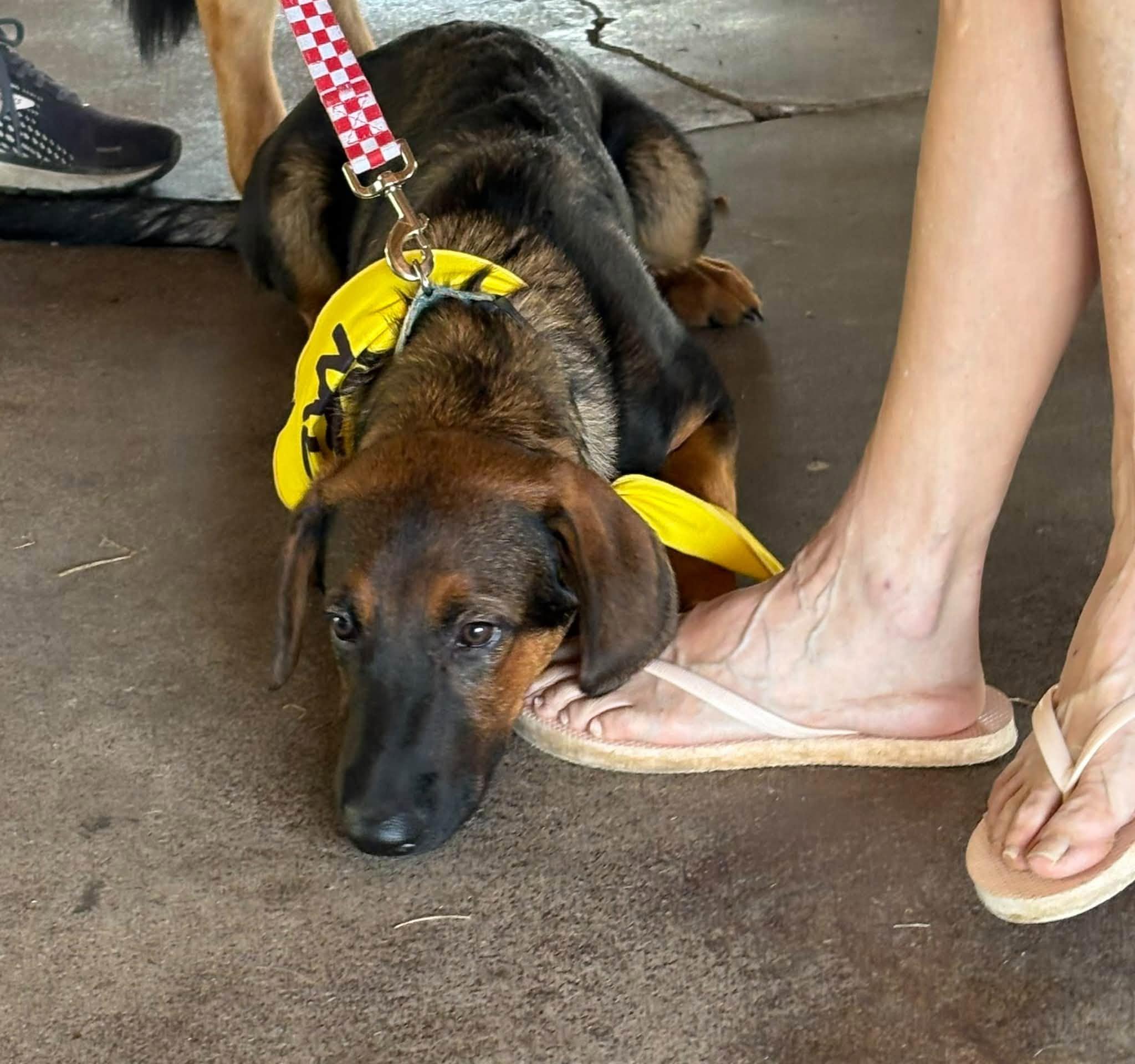 Enlarge Lewis, a Adoptable mixed breed in Chesterfield, MO image 4/6