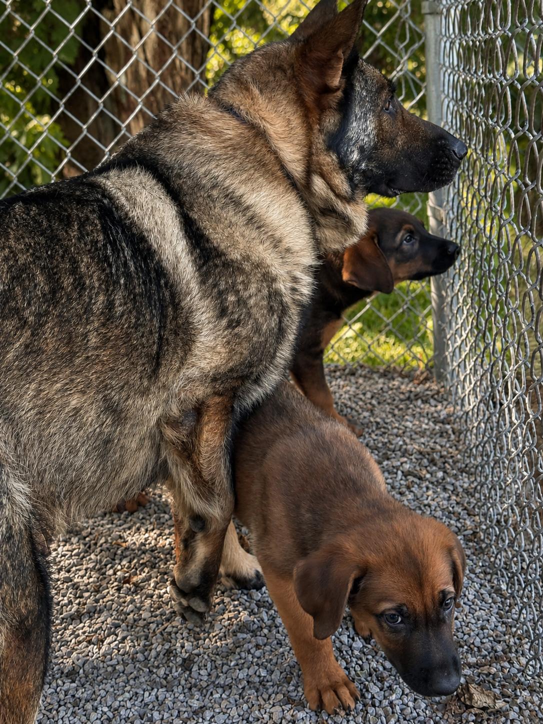 Enlarge Lewis, a Adoptable mixed breed in Chesterfield, MO image 4/4
