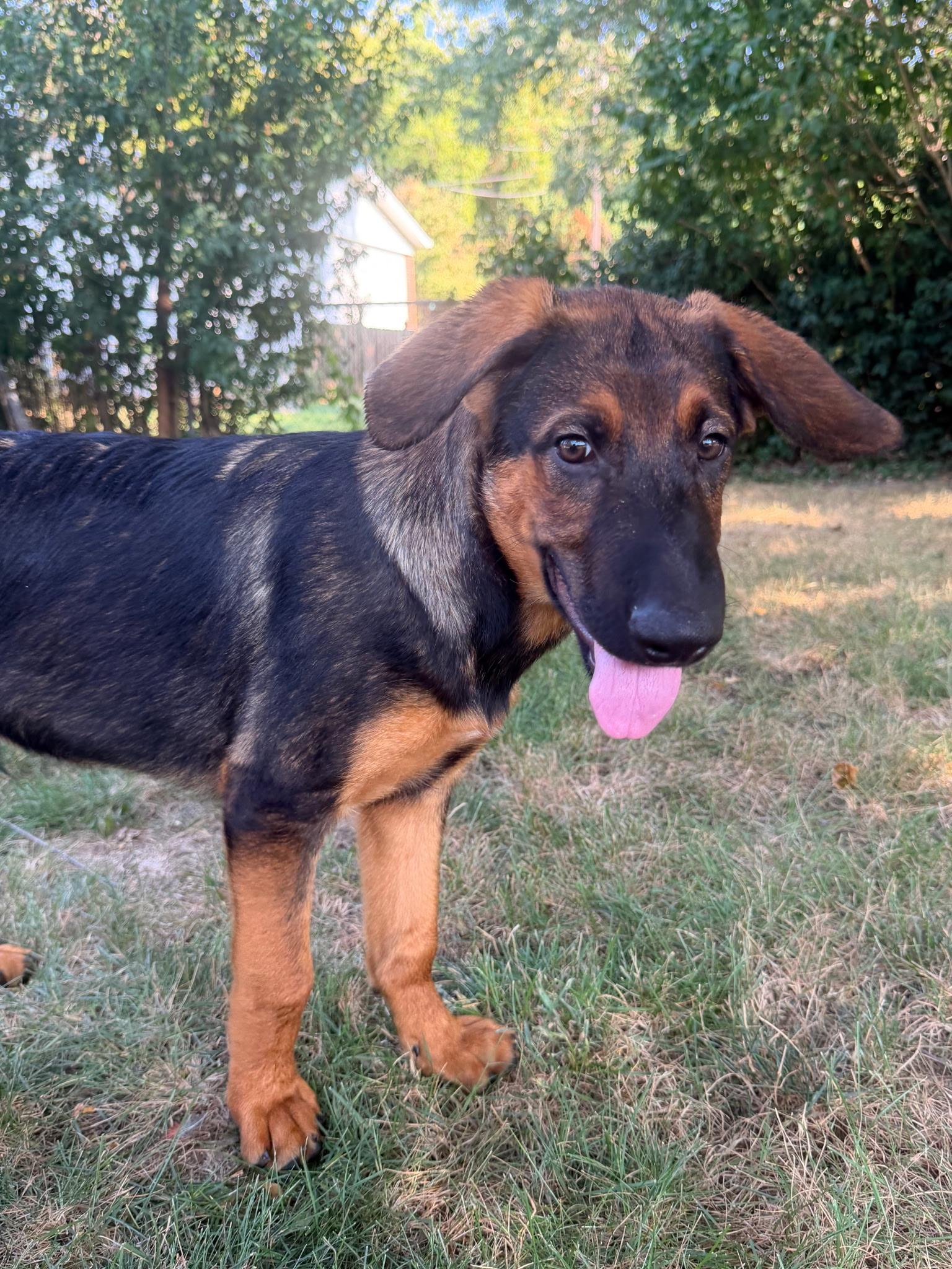 Lewis, Adoptable, Puppy Male German Shepherd Dog.