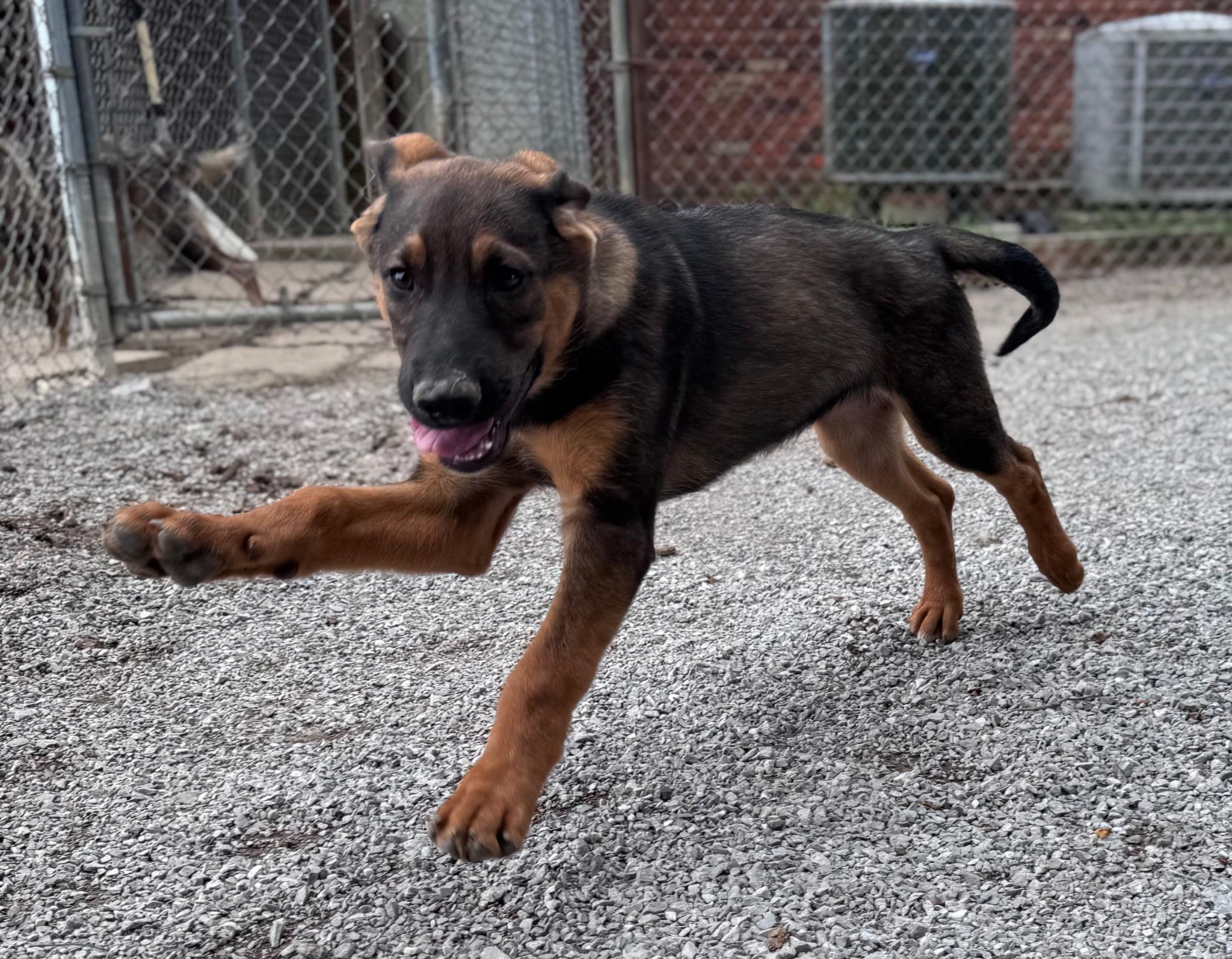 Lewis, a Adoptable mixed breed in Chesterfield, MO image 2/5
