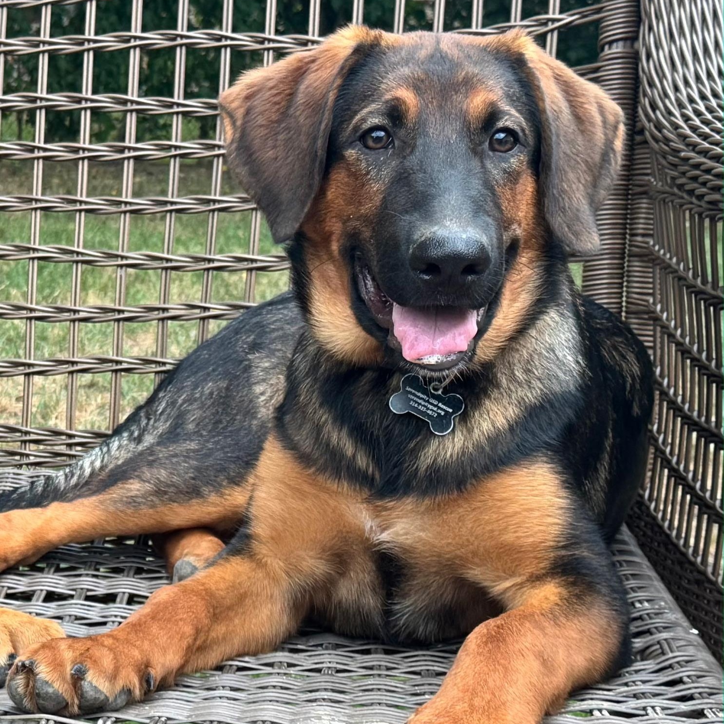 Enlarge Lewis, a Adoptable mixed breed in Chesterfield, MO image 1/6