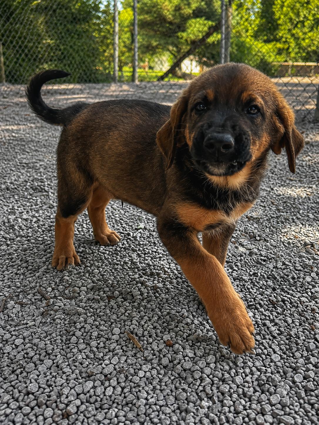 Enlarge Lewis, a Adoptable mixed breed in Chesterfield, MO image 2/4