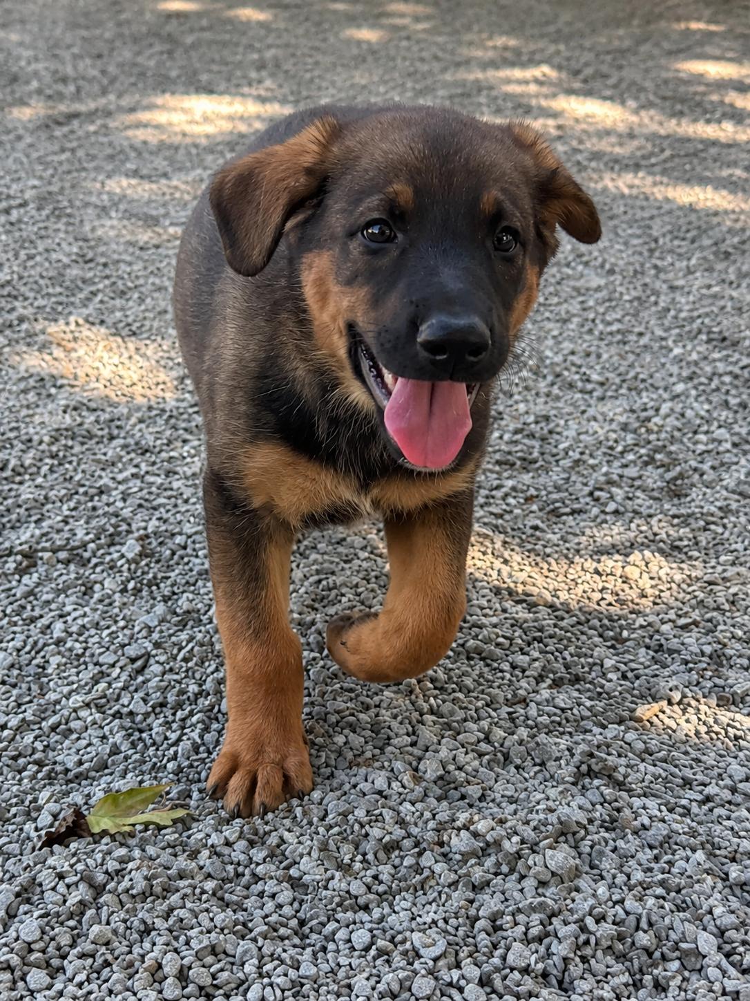 Enlarge Lewis, a Adoptable mixed breed in Chesterfield, MO image 1/4